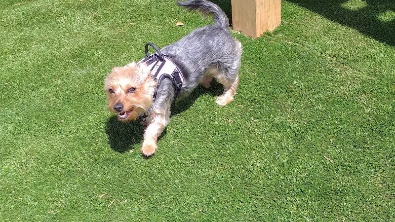 Duffys Dog Park - The Village, OK