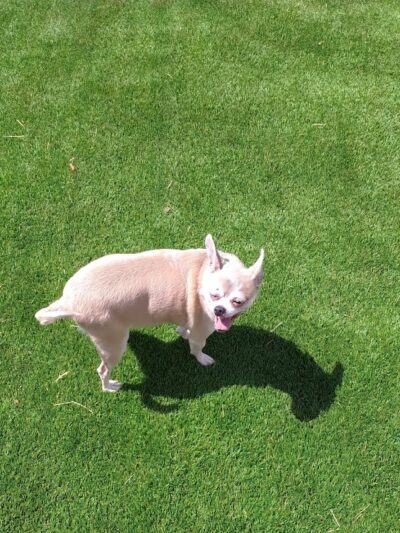 Duffys Dog Park - The Village, OK