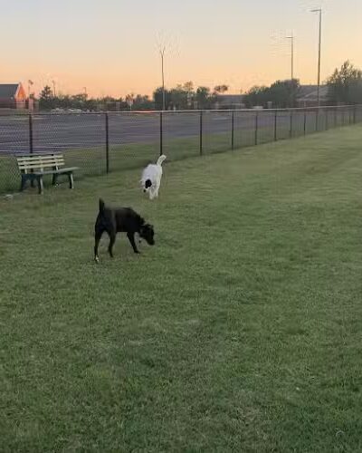 Duffys Dog Park - The Village, OK