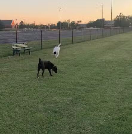 Duffys Dog Park - The Village, OK