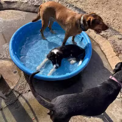 Cattail Park Dog Park - The Woodlands, TX