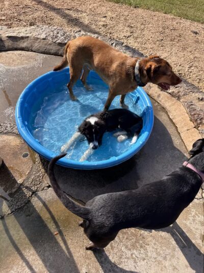 Cattail Park Dog Park - The Woodlands, TX