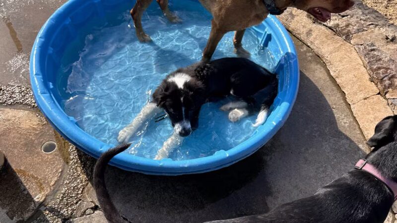 Cattail Park Dog Park - The Woodlands, TX