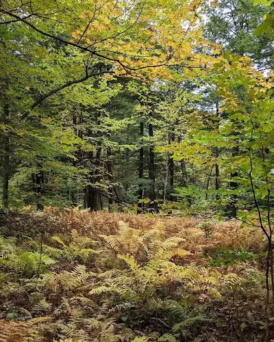 Thetford Hill State Park - Thetford Center, VT