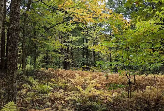 Thetford Hill State Park - Thetford Center, VT