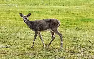Thompson Falls City Dog Park - Thompson Falls, MT