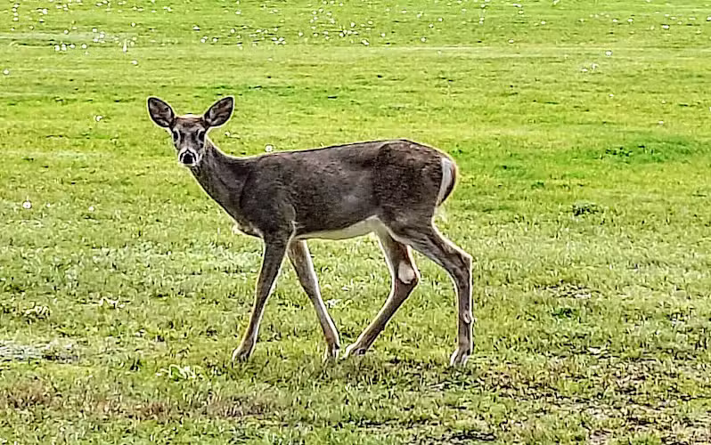 Thompson Falls City Dog Park - Thompson Falls, MT