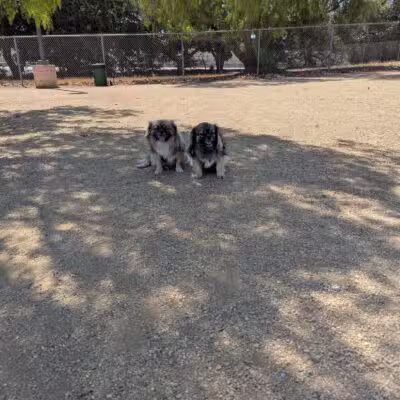 Conejo Creek Dog Park - Thousand Oaks, CA