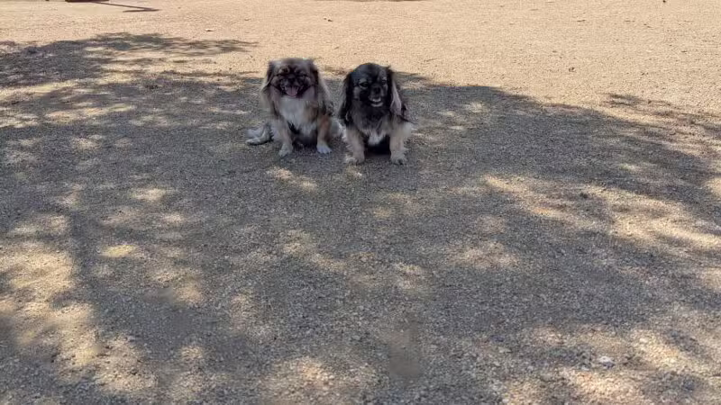 Conejo Creek Dog Park - Thousand Oaks, CA