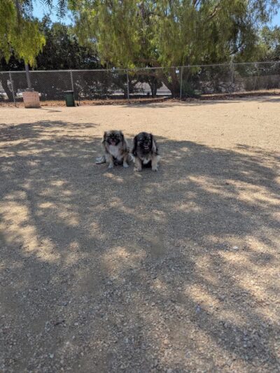 Conejo Creek Dog Park - Thousand Oaks, CA