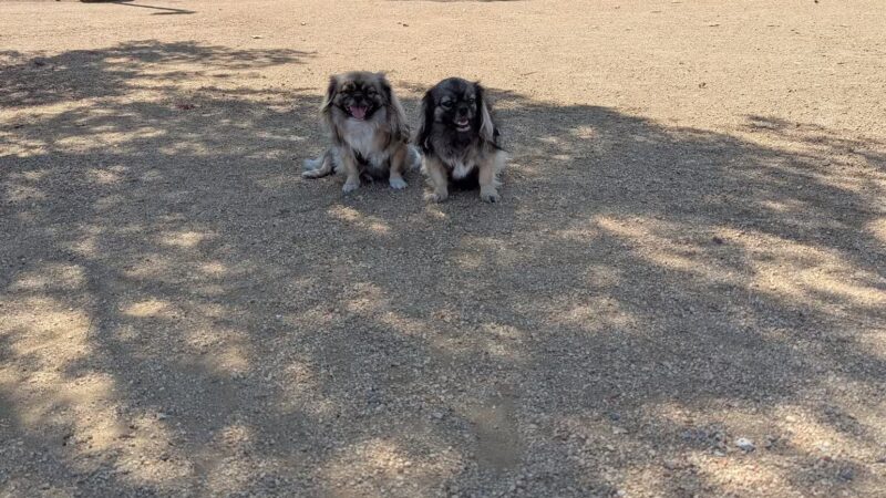 Conejo Creek Dog Park - Thousand Oaks, CA