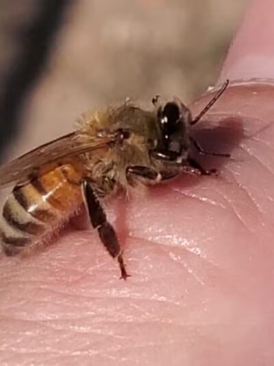 Conejo Creek Dog Park - Thousand Oaks, CA