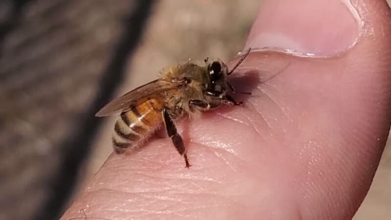 Conejo Creek Dog Park - Thousand Oaks, CA