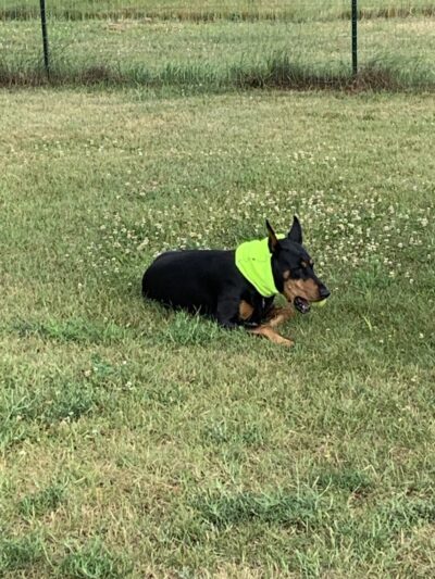Three Lakes Dog Park - Three Lakes, WI