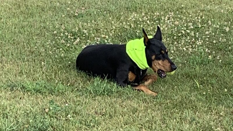 Three Lakes Dog Park - Three Lakes, WI