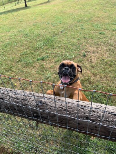 Three Lakes Dog Park - Three Lakes, WI