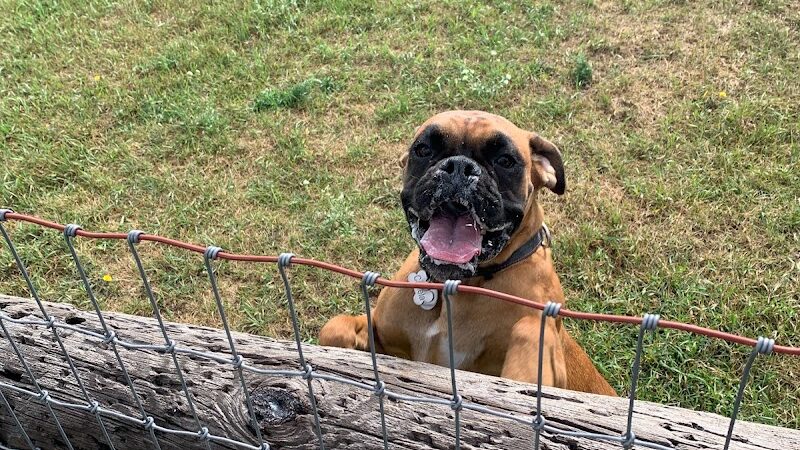 Three Lakes Dog Park - Three Lakes, WI