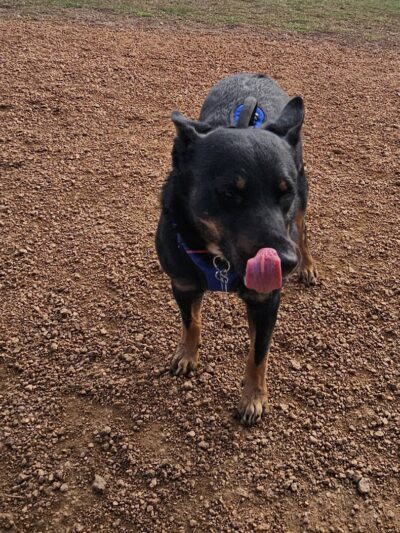 Three Lakes Dog Park - Three Lakes, WI