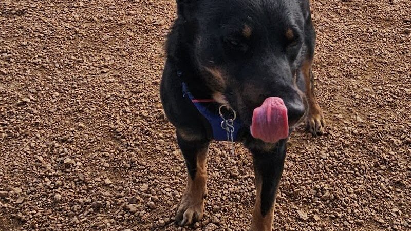 Three Lakes Dog Park - Three Lakes, WI