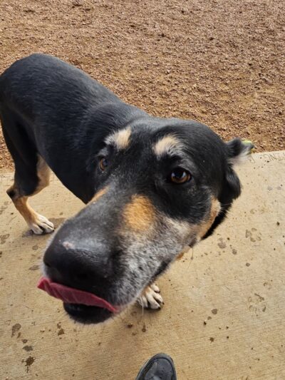 Three Lakes Dog Park - Three Lakes, WI