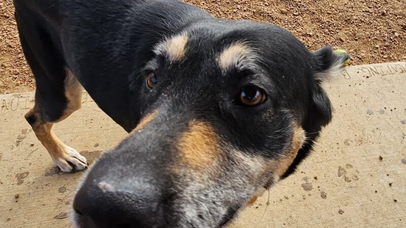 Three Lakes Dog Park - Three Lakes, WI