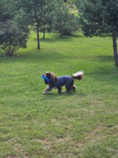 Three Lakes Dog Park - Three Lakes, WI