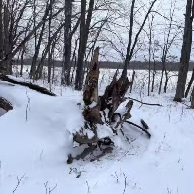 Flynn Woods Preserve - Three Oaks,