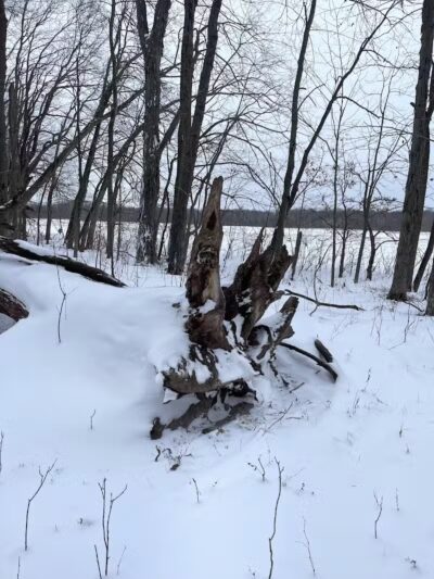 Flynn Woods Preserve - Three Oaks,