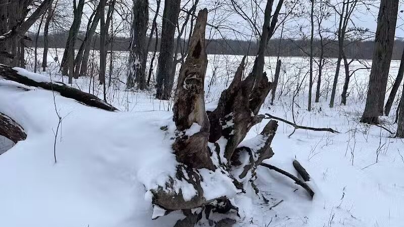 Flynn Woods Preserve - Three Oaks,