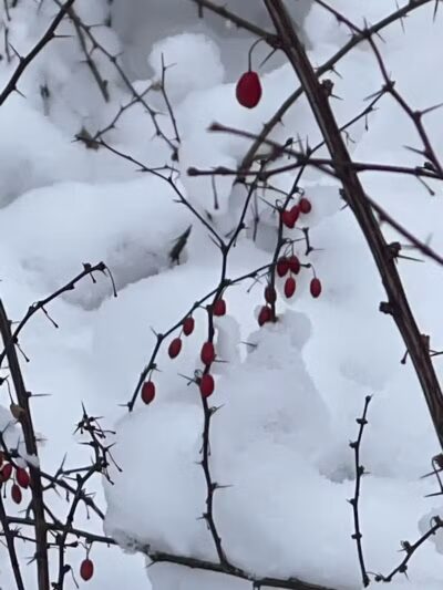 Flynn Woods Preserve - Three Oaks,