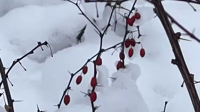 Flynn Woods Preserve - Three Oaks,