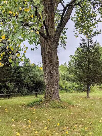 Harbert Road Preserve - Three Oaks,