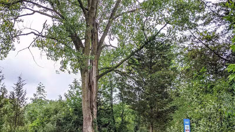 Harbert Road Preserve - Three Oaks,