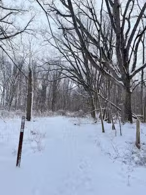 Flynn Woods Preserve - Three Oaks,