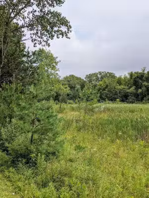 Harbert Road Preserve - Three Oaks,
