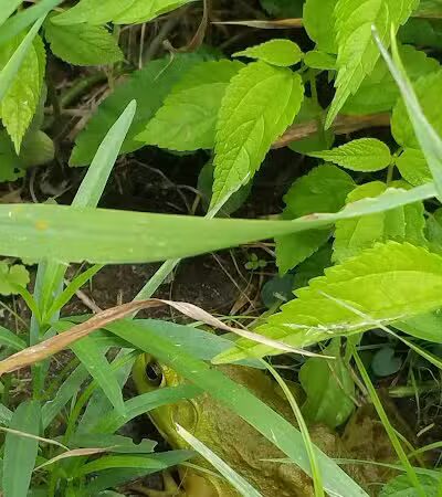 Hoshel Canoe County Park - Three Rivers,
