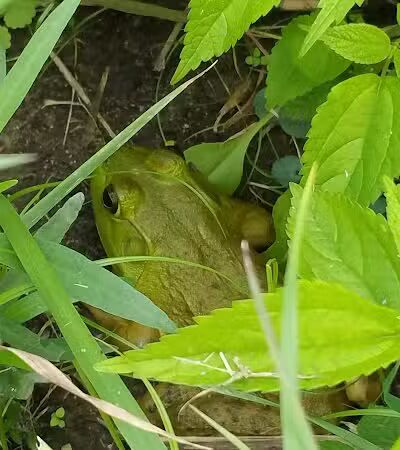 Hoshel Canoe County Park - Three Rivers,