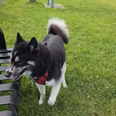 Three Rivers Dog Park - Three Rivers,
