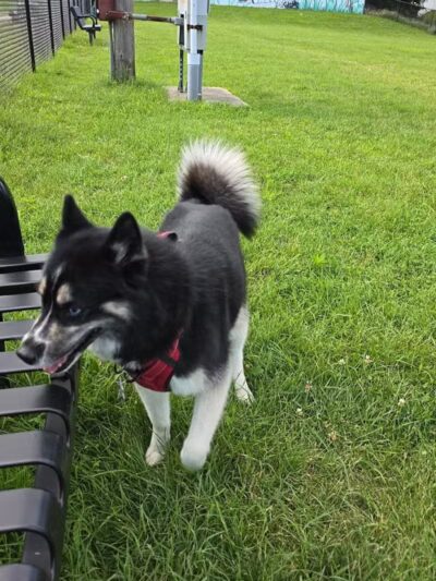 Three Rivers Dog Park - Three Rivers,