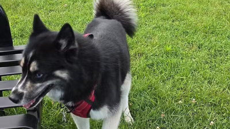 Three Rivers Dog Park - Three Rivers,