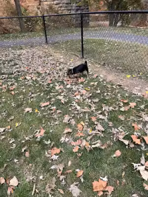 Timberville Dog Park - Timberville, VA