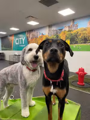 Dogtopia of Shrewsbury - Tinton Falls, NJ
