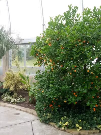 Hidden Lake Gardens - Tipton, MI