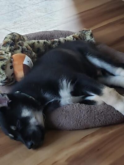 Cicero Township Dog Park - Tipton, IN