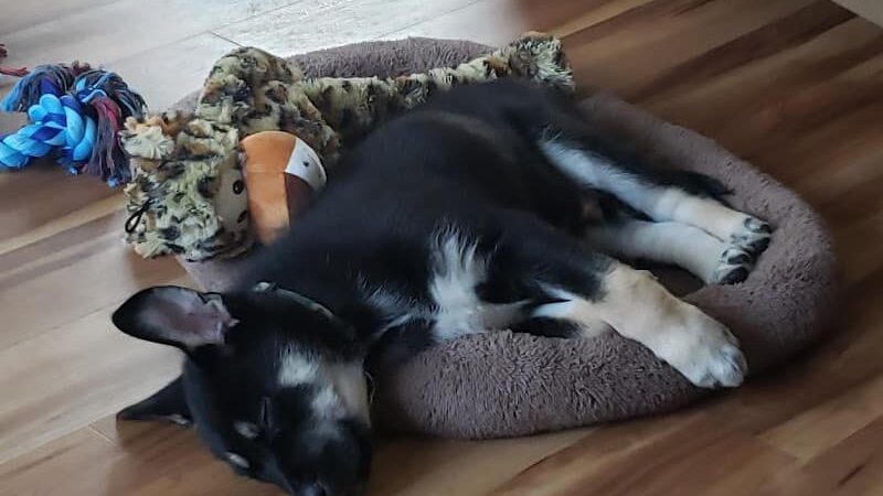 Cicero Township Dog Park - Tipton, IN