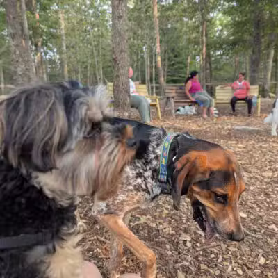 Raymond F Jones Memorial Dog Park - Tiverton, RI