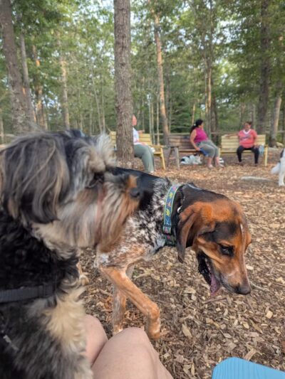 Raymond F Jones Memorial Dog Park - Tiverton, RI