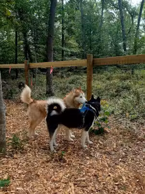 Raymond F Jones Memorial Dog Park - Tiverton, RI