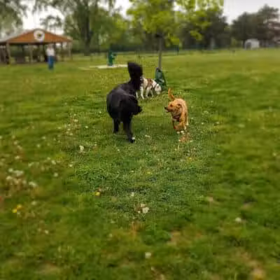 Glass City Dog Park (Membership Required) - Toledo,