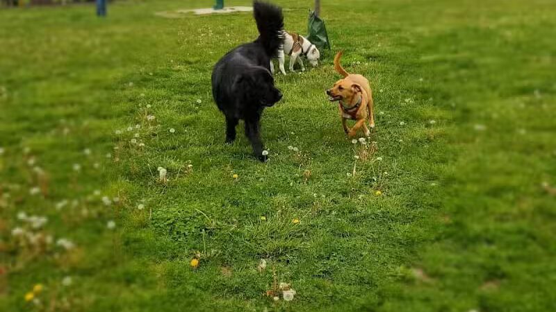 Glass City Dog Park (Membership Required) - Toledo,